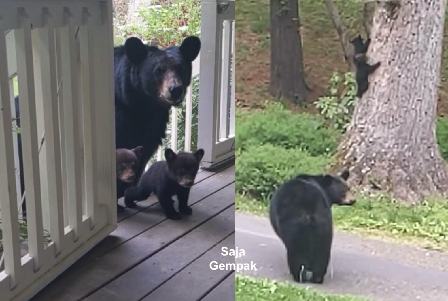 Datang Semula Selepas Berbulan, Ibu Beruang Rupanya Mahu Perkenalkan Anak-anaknya 