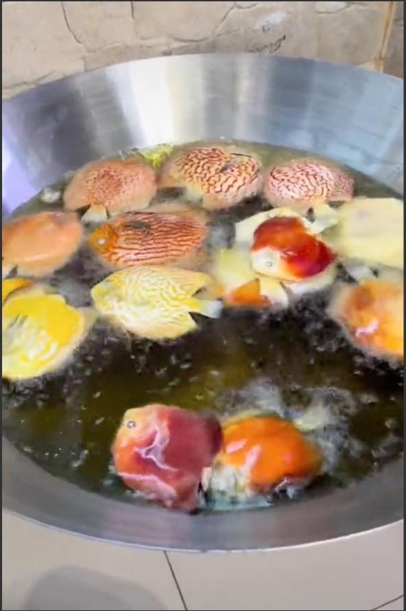 Bengang Suami Terlalu Taksub Bela Ikan, Isteri Menggoreng 80 Ekor Ikan Peliharaan Suami