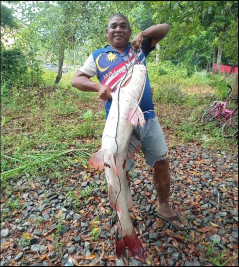 Rezeki Dapat Ikan Baung Ekor Merah Seberat 50kg, Lelaki Berjaya Menjualnya Harga RM1,250