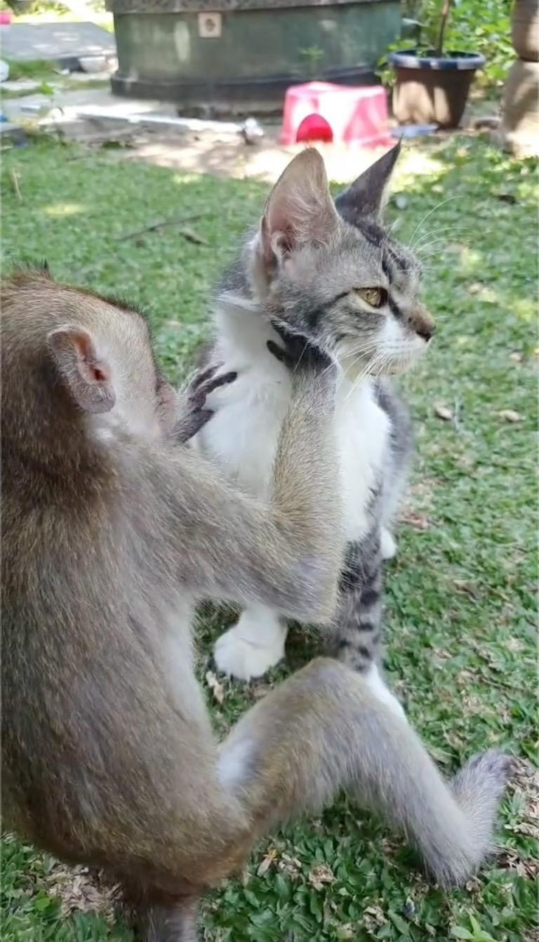 Monyet Gigih Tolong Bersihkan Kutu Di Badan Kucing, Gelagat Keduanya Bikin Netizen Tergelak