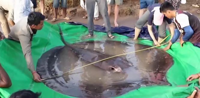 Ikan Pari Gergasi Ditemui Di Sungai Mekong, Pecahkan Rekod Ikan Air Tawar Terbesar Dunia