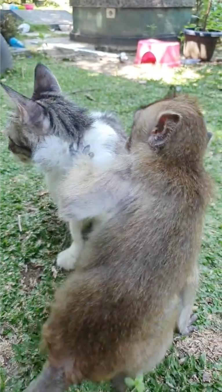 Monyet Gigih Tolong Bersihkan Kutu Di Badan Kucing, Gelagat Keduanya Bikin Netizen Tergelak