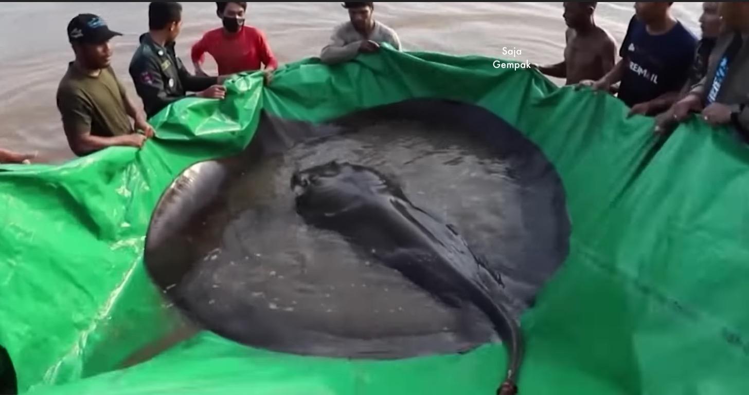 Ikan Pari Gergasi Ditemui Di Sungai Mekong, Pecahkan Rekod Ikan Air Tawar Terbesar Dunia