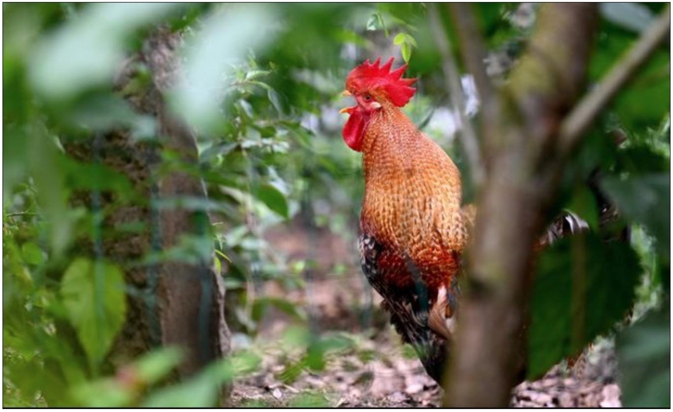 Diganggu Bunyi Kokokan Ayam Hingga 200 Kali Sehari, Suami Isteri Failkan Saman