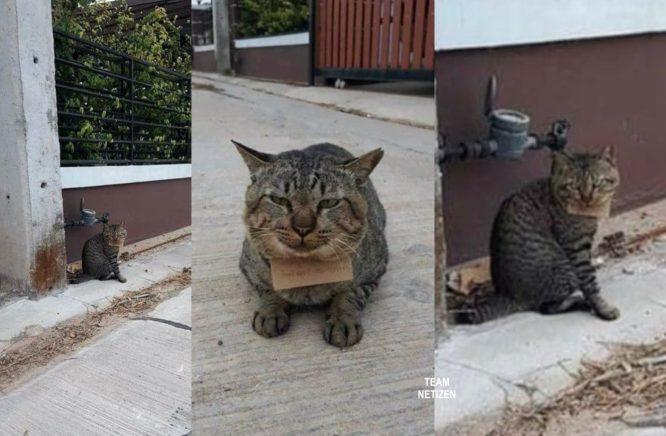 Kucing Tak Balik 3 Hari, Pemilik Terkejut Kucingnya Pulang Semula Bersama 'Nota' Tertulis Rahsia Kehilangannya