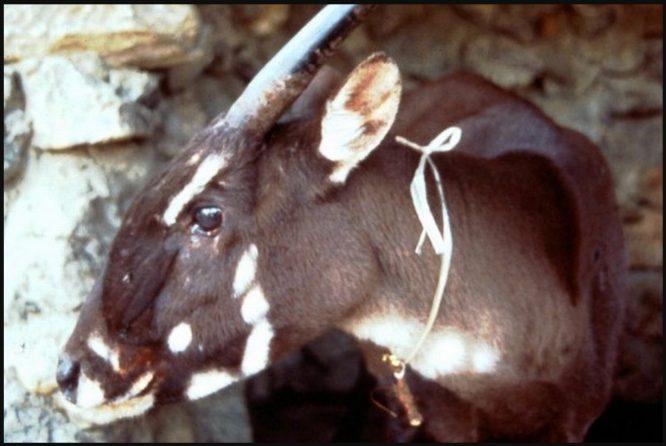 Pertama Kali Dikesan Manusia Tahun 1992, Para Santis Giat Mencari Habitat Haiwan Digelar 'Unicorn Asia'  