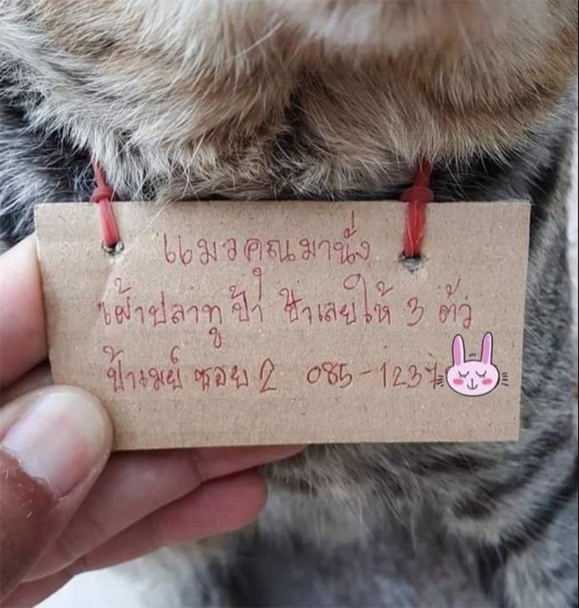 Kucing Tak Balik 3 Hari, Pemilik Terkejut Kucingnya Pulang Semula Bersama 'Nota' Tertulis Rahsia Kehilangannya