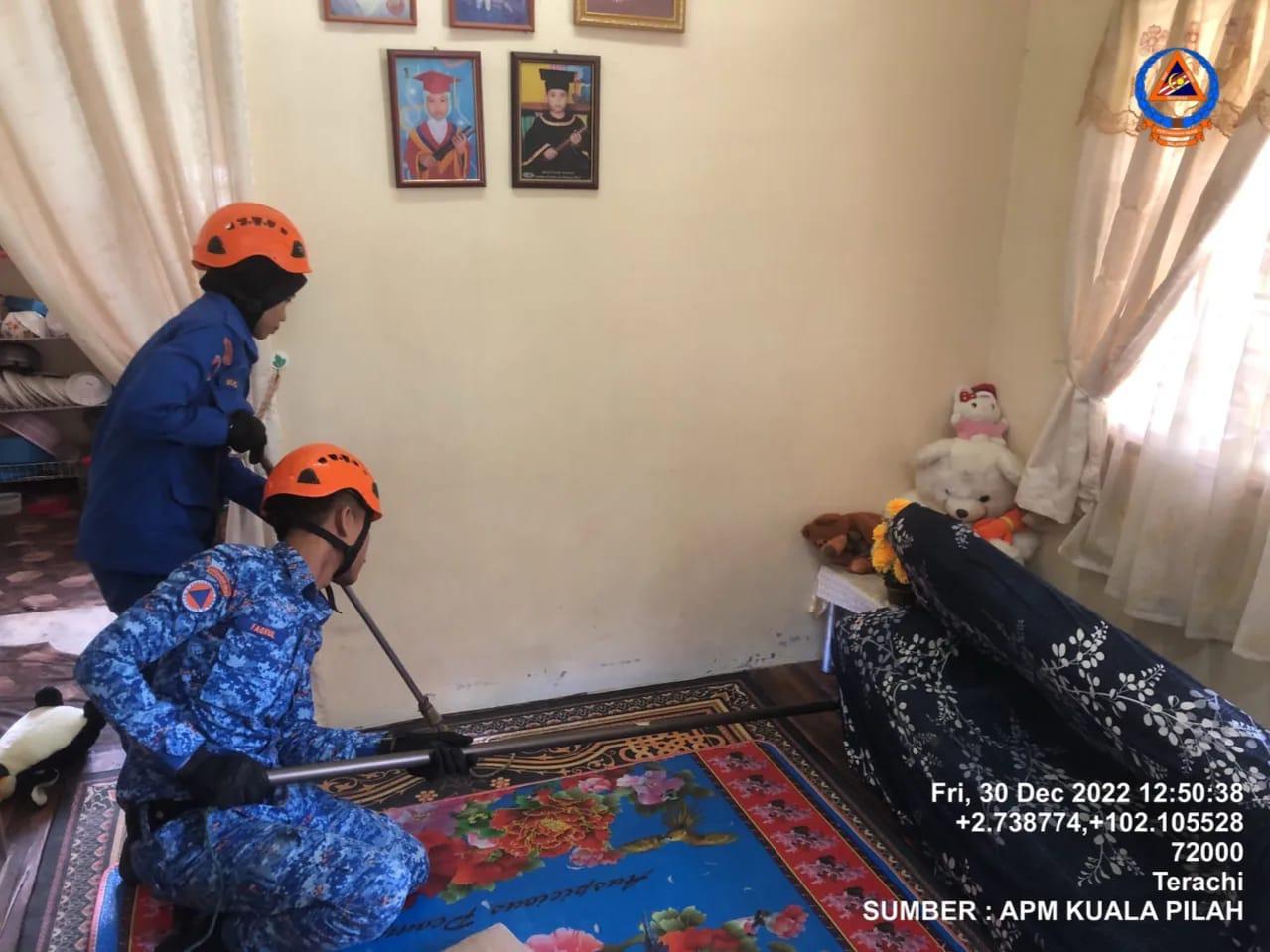 Lelaki Terperanjat Menyedari Ular King Cobra Menyelinap Masuk Ke Bawah Sofa Rumah