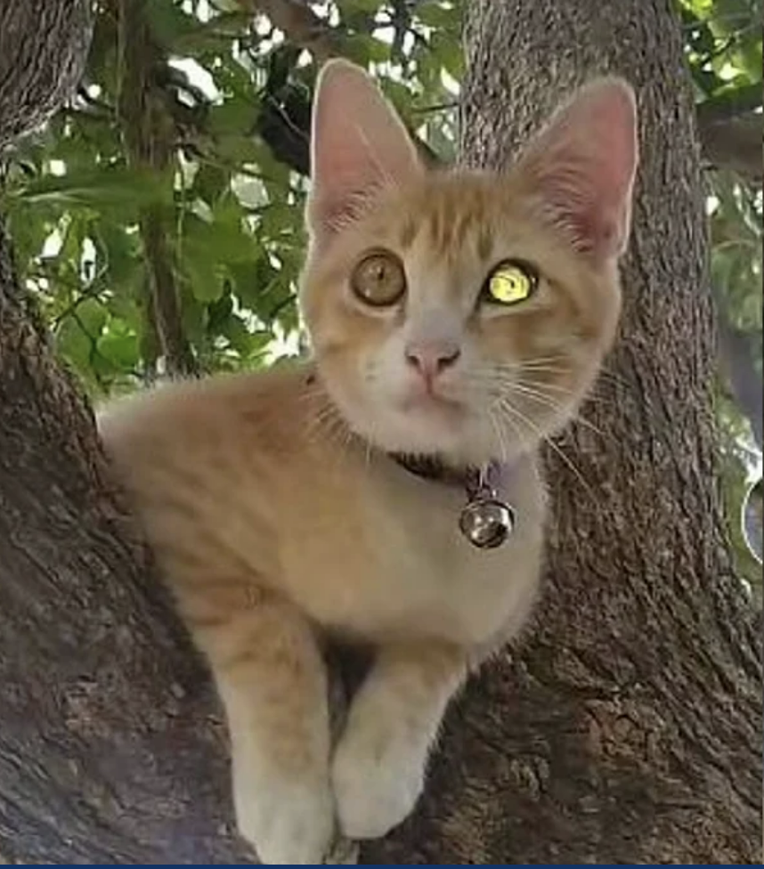 Kucing Aneh Bermata 'Berlian', Orang Ramai Percaya Kucing Ini Bawa Tuah Kepada Pemiliknya